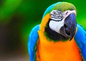 Ilustrasi. Foto: Liputan6