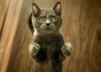 cara merawat kucing