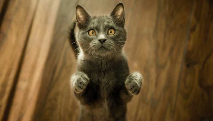 Pandangan Islam soal Keluarkan Biaya untuk Kucing, dan 5 Cara Merawat Kucing 3 cara merawat kucing, Biaya untuk Kucing