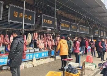 Pasar Wuhan menjual aneka satwa liar untuk dikonsumsi. Foto: Daily Mail