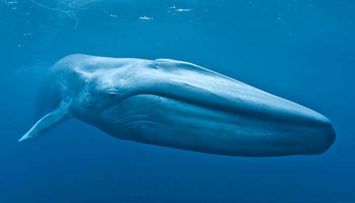 Kisah Nabi Yunus Ditelan Paus 1 Ilustrasi ikan paus biru. Foto: BBC