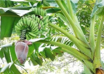 Ilustrasi.Foto: 
Garden.eco