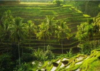 Ilustrasi. Foto: Bali Rice Terraces