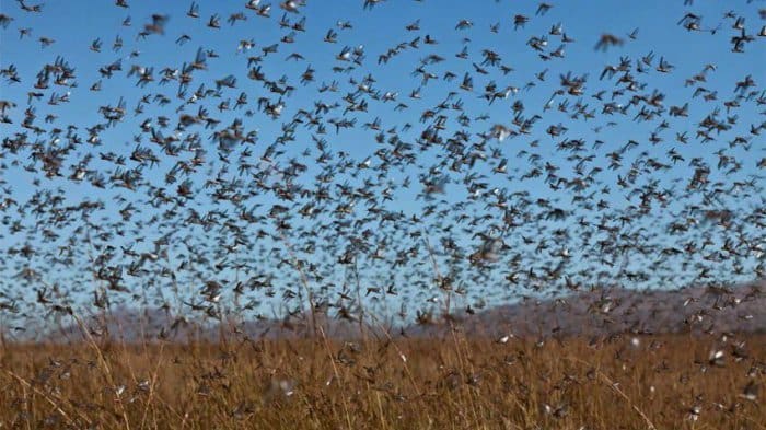 Kewalahan Hadapi Serangan Belalang, Pakistan Umumkan Darurat Nasional 1 Ilustrasi. Foto: Alyuwm