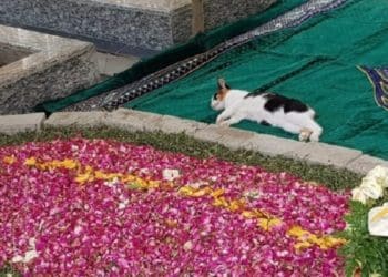 Kucing alm Gus Sholah. Foto: Mata Madura