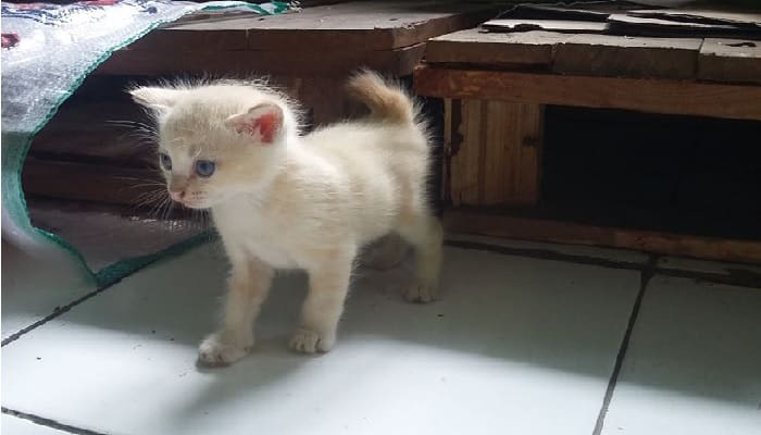 12 Fakta Unik tentang Kucing yang Jarang Diketahui Majikannya 1 Ilustrasi. Foto: Eneng/Islampos