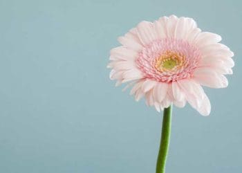 Ilustrasi: Unsplash