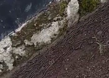 Ribuan cacing keluar dari dalam tanah di Jawa Tengah. Foto: Instagram