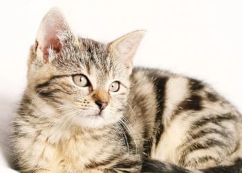 Fakta Kucing, Hukum Menabrak Kucing