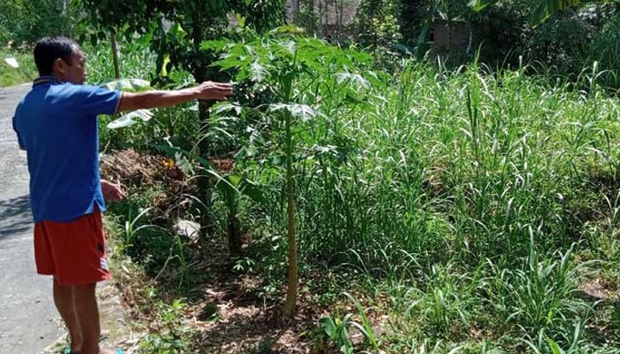 Geger Auman Misterius Mirip Harimau di Klaten 1 Wagimin menunjukkan area lokasi dirinya mendengar auman misterius, Klaten, Jumat (8/5/2020). (Foto: Achmad Syauqi/detikcom)