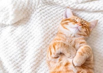 Ilustrasi. Foto: Cole & Marmalade