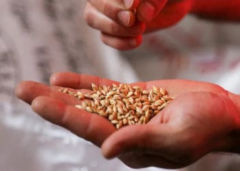 keutamaan waqaf, Keutamaan Sedekah, Kesalahan Bersedekah, Kesalahan saat Bersedekah, faedah sedekah, Manfaat Sedekah,, Sebab Nabi Sangat Dermawan di Bulan Ramadhan, Biji