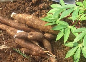 Ilustrasi. Foto: 
Obiaks News