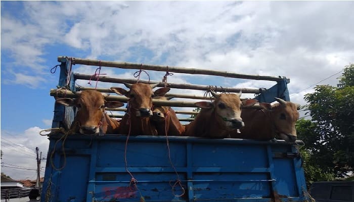 Dibegal 7 Orang, Sopir Truk dan Pemilik Ternak Ditolong Warga yang Sedang Tadarus 1 Ilustrasi. Foto:
Kumparan