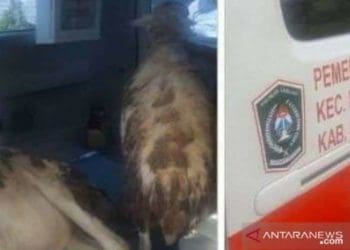 Sebuah mobil ambulans desa digunakan untuk mengangkut kambing di Lumajang yang dunggah oleh netizen di media sosialnya. Foto: Antara/Tangkapan layar dari media sosial Wabup Lumajang