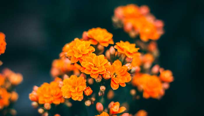 Jangan Kembalikan Wanita Mukminah kepada Suami yang Musyrik 1 Ilustrasi: Unsplash