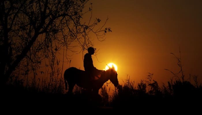 Nasib Keledai yang Suka Mengeluh 1 Ilustrasi. Foto: Tempo