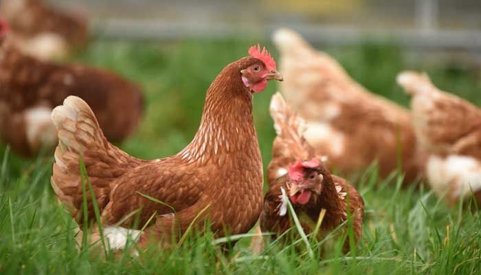 Saat Dosa Yahudi Dilimpahkan pada Ayam 1 Bangkai Hewan yang Tidak Najis