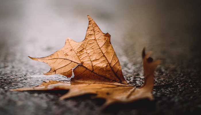 Kisah Hasan al-Bashri saat Berkunjung ke Rumah Muridnya Habib al-Ajami 1 Ilustrasi: Unsplash