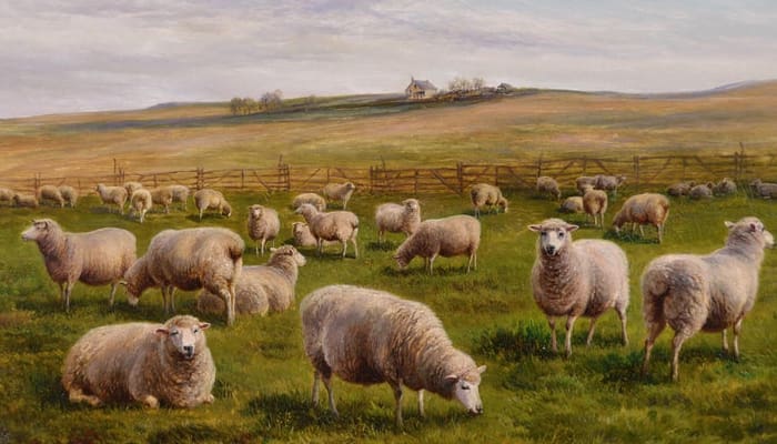 Belajar dari Ketaatan Nabi Ibrahim Ketika Diperintah Menyembelih Putranya 1 Tata Cara Qurban, Pahala orang yang berkurban, sejarah idul adha, Cara Membagi-Bagi Hewan Qurban