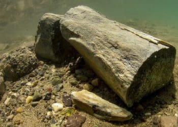 Fosil binatang darat di bawah air ditemukan di Turki. Foto: Yeni Safak