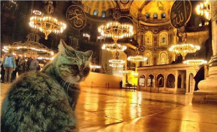 Gli. Foto: Instagram Hagia Sophia Cat