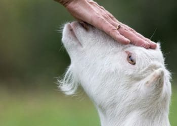 diterimatidaknya ibadah kurban, akikah, syarat sah penyembelihan hewan kurban, kambing domba hewan qurban Idul Adha
