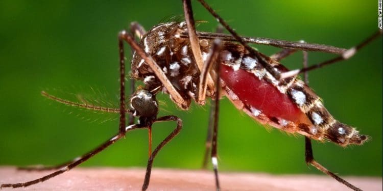 6 Gejala DBD dan Cara Sederhana Mencegahnya 1 gejala dbd