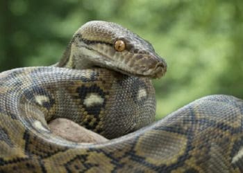 Ilustrasi. Foto: Detik