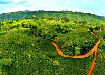 Kebun teh Taraju di Tasikmalaya. Foto: Wisata alam Tasikmalaya