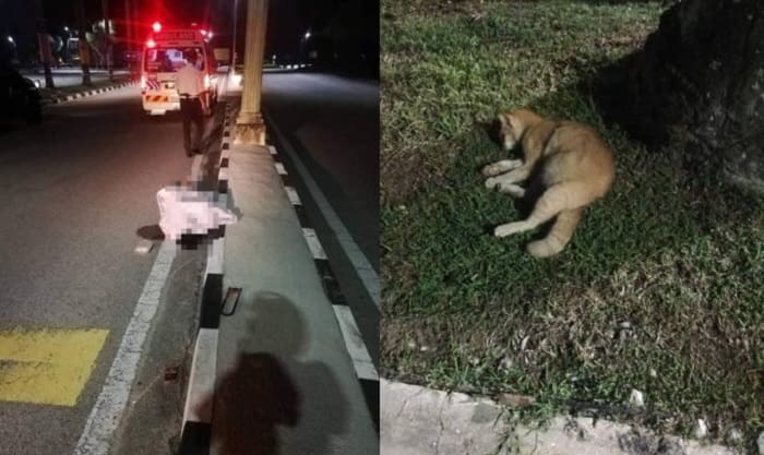 Diduga Tabrak Kucing yang Nyebrang Jalan, Pemotor Ini Tewas di Tempat 1 Pemotor tabrak kucing. Foto: World of Buzz