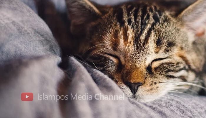 Inilah Balasan bagi Orang yang Kejam terhadap Kucing 2 Balasan bagi Orang yang Kejam terhadap Kucing