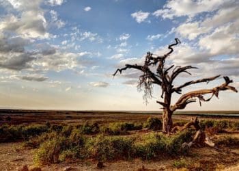 Ilustrasi. Foto: Pinterest