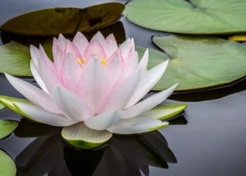 Ilustrasi. Foto: Thephuketnews