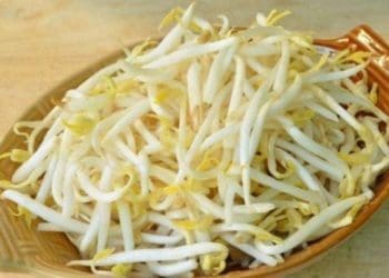 Tips Menyimpan Tauge agar tak Cepat Layu dan Busuk 1