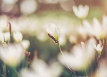Ilustrasi: Unsplash