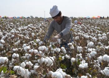 AS larang impor tomat dan kapas dari Cina. Foto: Ecotextile