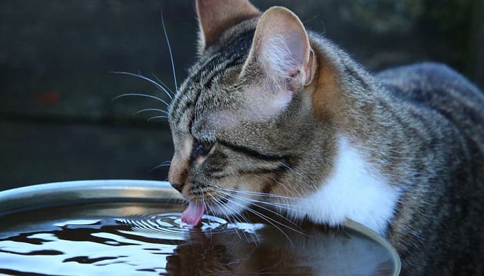 12 Fakta Kucing yang Unik dan Jarang Diketahui Majikannya 2 Fakta Kucing
