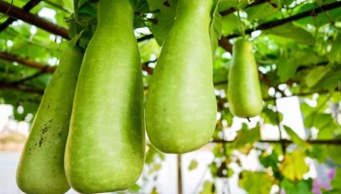 5 Khasiat Labu Air bagi Kesehatan Tubuh 1 Foto: IDN Times