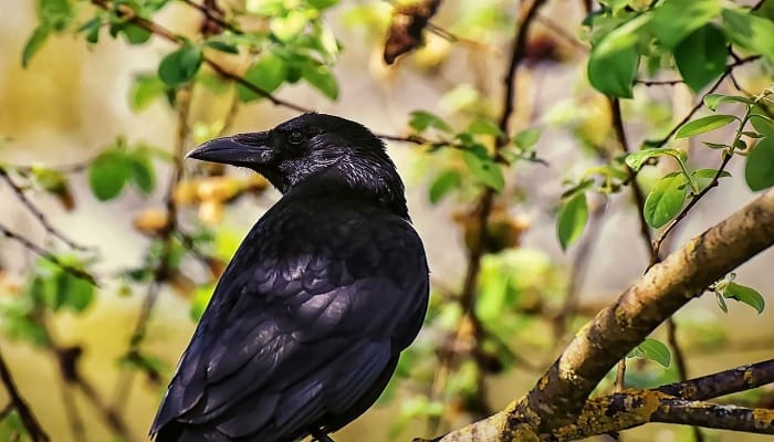 Inilah Burung Paling Cerdas di Dunia yang Diungkap dalam Alquran (1) 1 Ilustrasi. Foto: Pinterest