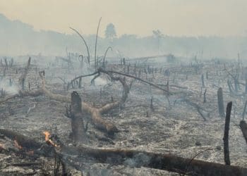 Krisis iklim bisa mengubah 'paru-paru dunia' menjadi sabana. . Foto: The Verge