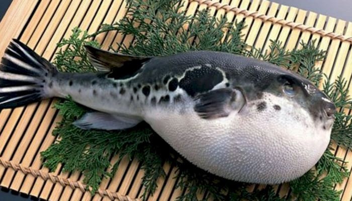 Jangan Dimakan, Ikan Buntal, Vertebrata Paling Beracun Kedua Setelah Katak Racun Emas 1 Foto: Steemit