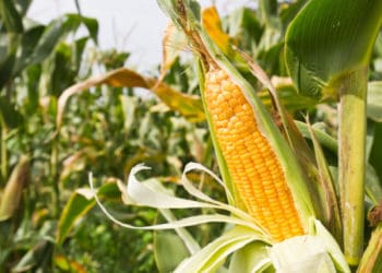 Ilustrasi. Foto: Dempsey, Weis & Associate