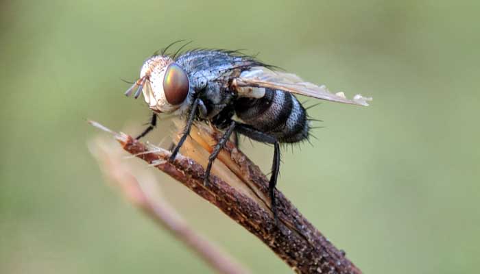 Inilah Manfaat Lalat yang Jarang Diketahui 1 Foto: Unsplash