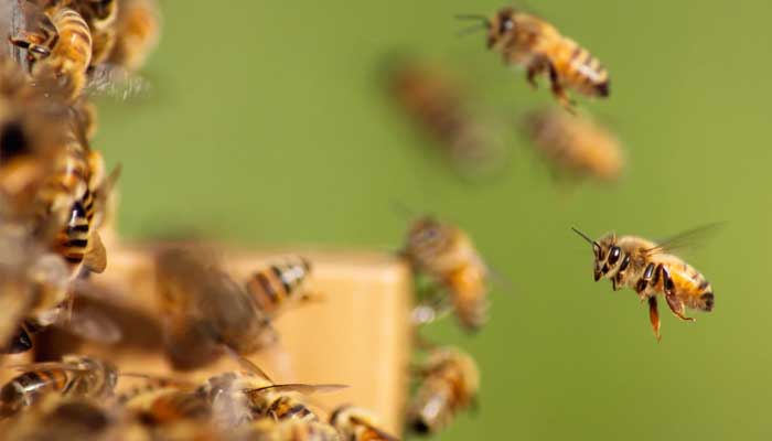 Fakta Menakjubkan Lebah Ini Menjadi Bukti Keagungan Allah SWT 1 Foto: Unsplash