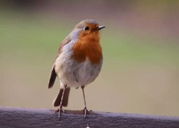 Ilustrasi. Foto: 
Piqsels