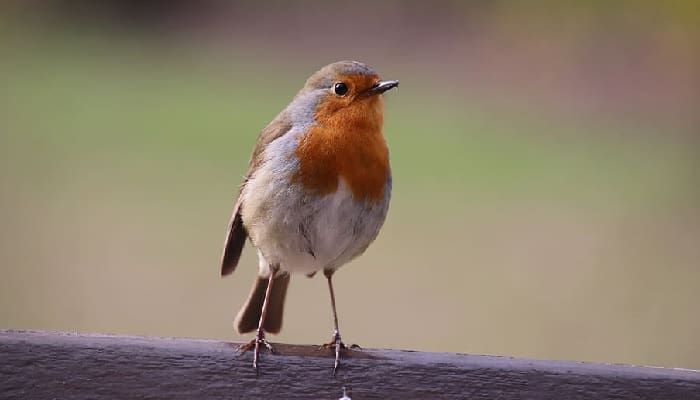 Kasih Sayang yang Saling Menyelamatkan antara Umar bin Khattab dan Seekor Burung Pipit 1 Ilustrasi. Foto:
Piqsels