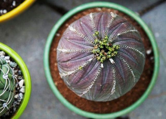 Inilah 10 Tanaman Unik yang Ada di Dunia 6 Inilah 10 Tanaman Unik yang Ada di Dunia 5