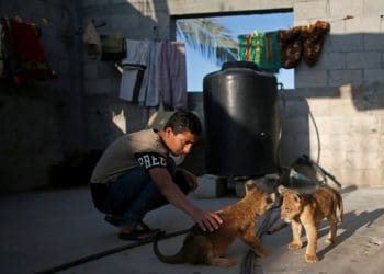 Seorang anak laki-laki bermain dengan dua anak singa peliharaan yang dibeli Naseem Abu Jamea Palestina dari kebun binatang setempat dan disimpan di atap rumahnya, di Khan Younis, Jalur Gaza. Foto: Reuters