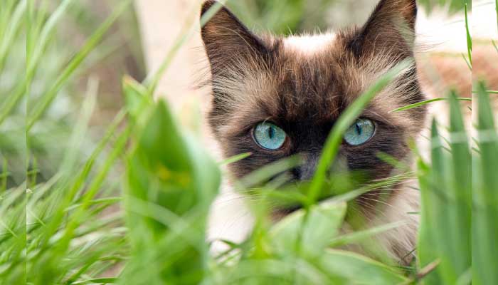 Cara Nabi Memelihara Kucing Kesayangan 1 Foto: Freepik